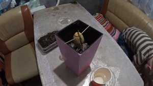 Вырастил авокадо в домашних условиях. Из стакана с водой пересаживаем в горшок с грунтом.