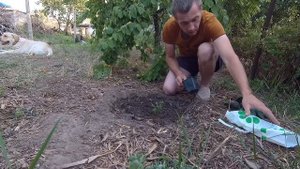 Как посадить жимолость. / Берри Блю, Хоней Блю, Блю Вельвет, Медовая ягода