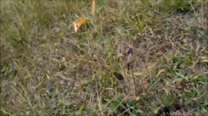 Первый фильм