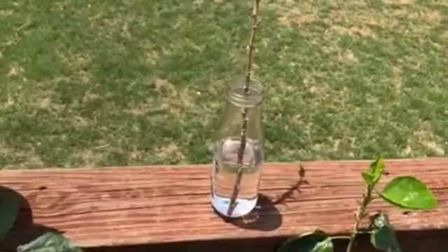 How to propagate Hibiscus plants смотреть онлайн