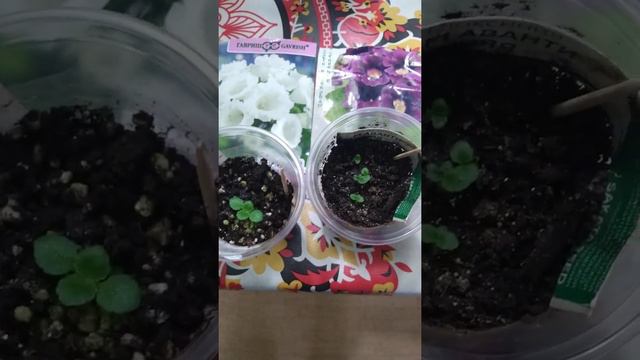 глоксинии из семян. смотреть онлайн