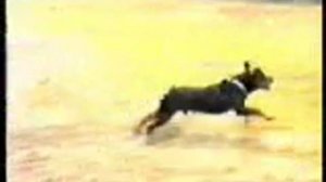 ДРЕССИРОВКА СОБАК