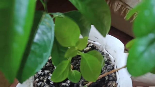 Барлерия стреляет семенами. Не стоит пугаться смотреть онлайн