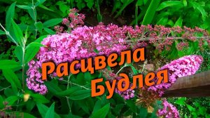 27 июля 2019 - Трёхметровые помидоры. Зацвела Будлея. Розы в теплице