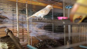 #ГНЕЗДО_для_КАНАРЕЙКИ_своими_РУКАМИ связала сама 11/01/2023 #канарейки