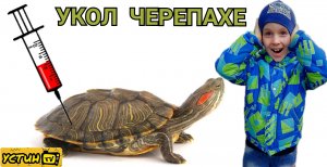 Укол черепахе. Пришли с Устином в ветеринарную клинику делать укол черепахе. Лечение черепахи.
