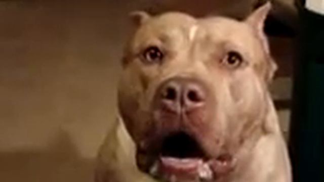 нетипичная махачкала самая страшная собака в мире смотреть онлайн