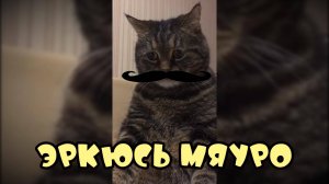 Вашему вниманию Эркюсь Мяуро-Смешные коты