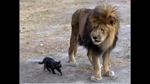 Фарси | Прогулка по Кабулу. Часть 1.