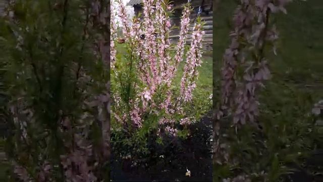 7 мая 2019г цветет миндаль "Розовая пена". Шикарное цветение, очень красиво. смотреть онлайн