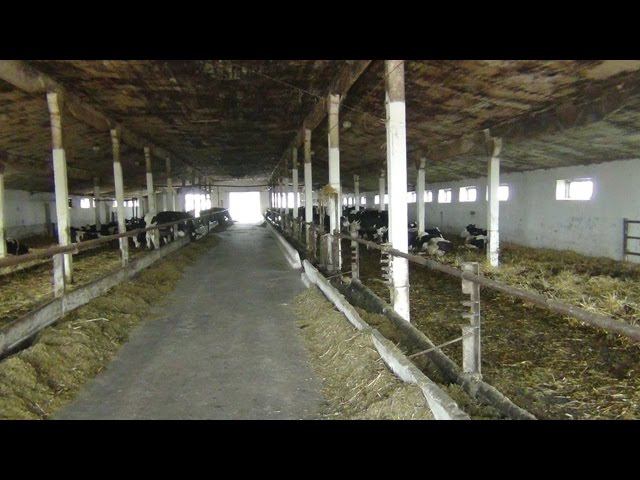 Помещение для беспривязного содержания коров. Фермерское хозяйство 