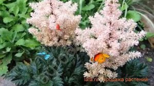 Астильба курчавая Перкео (astilbe crispa perkeo) ? Перкео обзор: как сажать, саженцы астильбы Перке