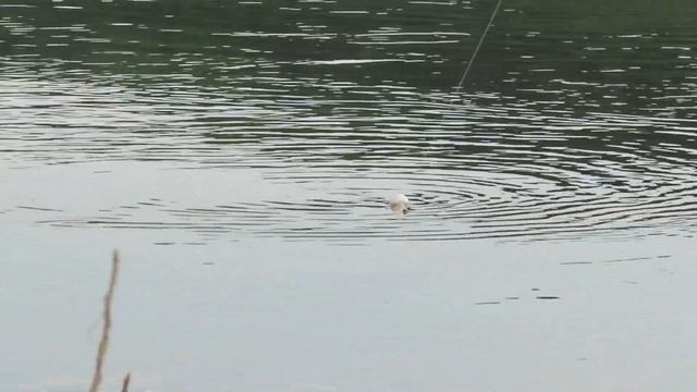 река Томь Смолино ЯЗЬ! смотреть онлайн