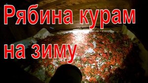 Заготовка рябины на зиму  курам // Дрова приехали!