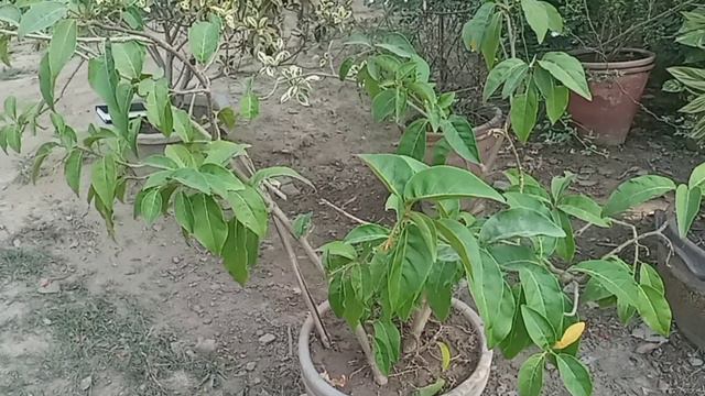 Eye catching beauty of Golden finger, gold finger // Juanulloa mexicana смотреть онлайн