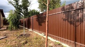 VLOG: Борьба с кротами и землеройками. Ставим ловушки