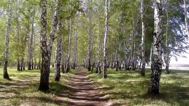 Песня березы шумят слушать. Березы шумят. Отчего так в России березы шумят. От чего так в России березы шумят.