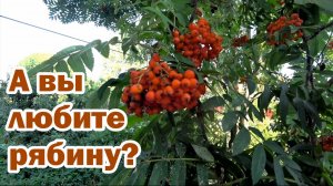 Рябина в саду