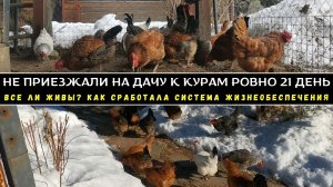 Дачный курятник с автономной зимовкой: не приезжали к курам 21 день