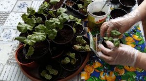 Пересадка,перевалка пеларгонии/герани