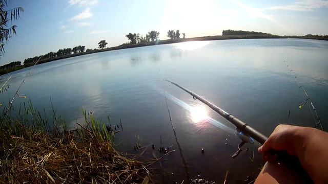 Ловим зеркального карпа на донку смотреть онлайн