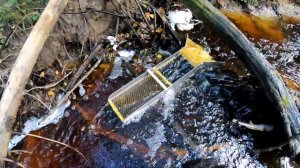 Поиски ЗОЛОТА в ручье !