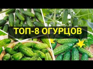 Лучшие сорта огурцов 2022 г.