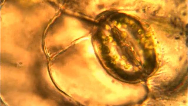 Устьице 1 листа каланхоэ x1000 смотреть онлайн