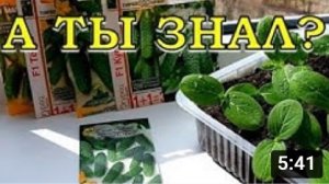 5 правил при выборе семян ОГУРЦОВ