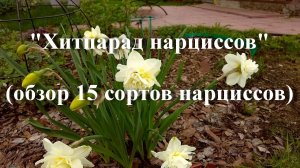 Хитпарад нарциссов