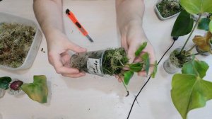 Антуриум. Сорт, Максима. Отчёт о росте. Отделяем деток от пня.