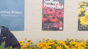 Echinacea SunMagic Vintage Red