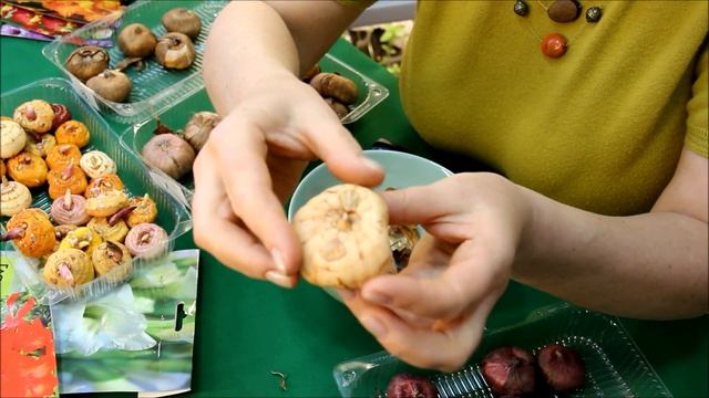 ПРИШЛО ВРЕМЯ ГЛАДИОЛУСОВ! ЛЕЧИМ и ПРОРАЩИВАЕМ ЛУКОВИЦЫ! Советы от ЗЕЛЕНОГО ОГОРОДА! смотреть онлайн