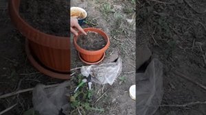 Весеннее черенкование тополя белого, Сибирь. Неполадки узкий экран.