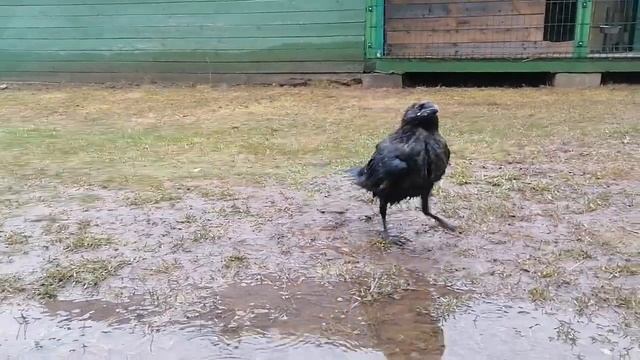 птенец ворона, Паше 1 месяц, первые знакомства с миром. смотреть онлайн