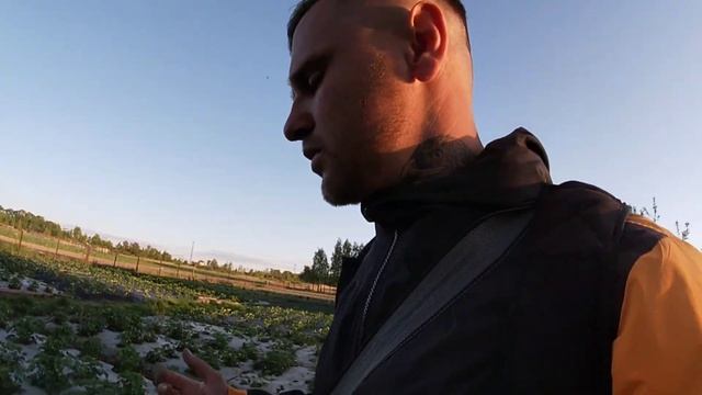 Сорт полуниці Полка/Мій досвід вирощування полуниці на Поліссі смотреть онлайн