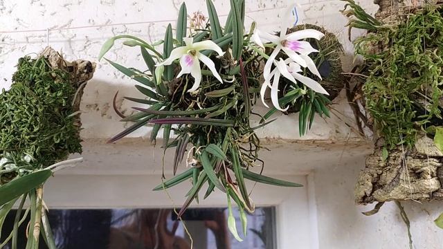 Leptotes bicolor смотреть онлайн