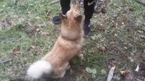 Как Сделать Домик На Дереве Своими Руками / DIY TREEHOUSE