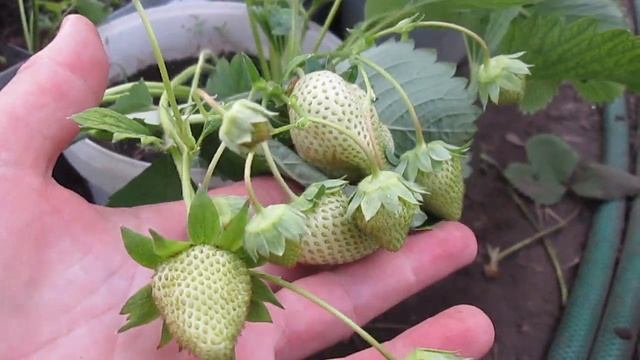 Созревание в начале мая клубники Клери в теплице ! смотреть онлайн
