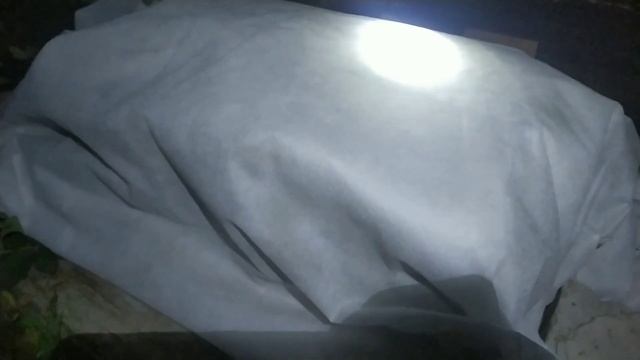 Надежное зимнее укрытие молодого куста ежевики смотреть онлайн