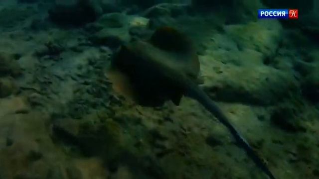 Загадка Карадагского змея смотреть онлайн