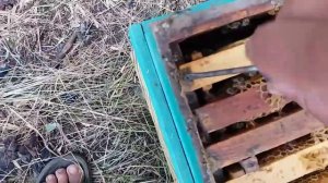 подготовка пчёл в зиму/пчеловодство- переезд  пчёл домой-