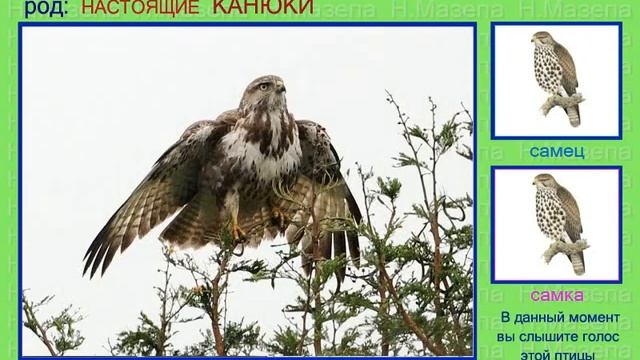 Канюк. Сарыч. Голоса птиц смотреть онлайн