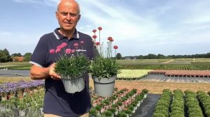 Armeria maritima Armada & pseudarmeria Ballerina Red