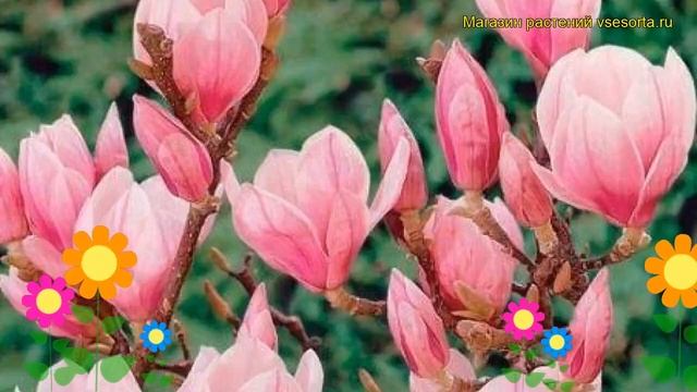 Магнолия гибридная Ред Лаки. Краткий обзор, описание характеристик magnolia Red Lucky смотреть онлайн