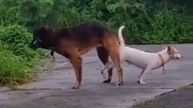 Big Dog Mating Small Dog    Rare Wild Activity   Dog Mating
