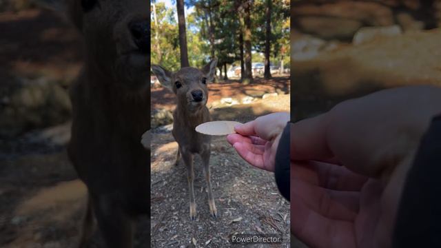 まだ人に慣れていない奈良公園の小鹿