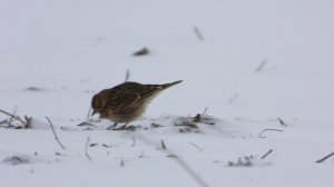 Полевой Жаворонок во время заморозков, наблюдение птиц в Новгородской области, 20 апреля 2024