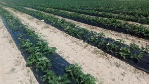 Выращивание клубники в ленобласти