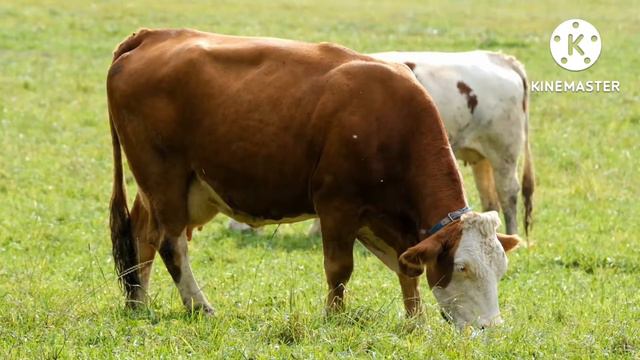 Учим животных на английском языке  коза лев лошадь корова жираф зебра